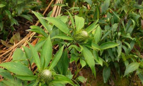 【大骨头炖蒲公英的功效与作用】蒲公英猪骨汤做法 - 大骨头炖蒲公英的功效网